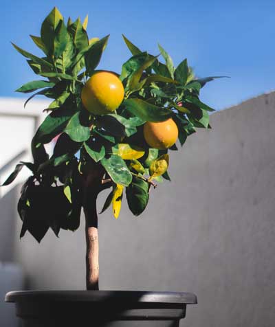 AVO Produits portugais et plants d'agrumes lorient